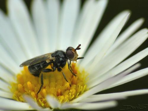 Thecophora sp.