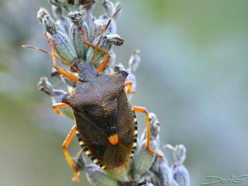 Pentatoma rufipes