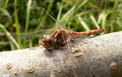 Réf. 37 714 : Sympetrum vulgatum