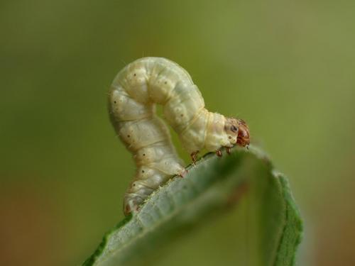 Hydria undulata
