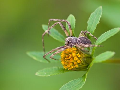 Réf. 37 225 : Larinioides sclopetarius
