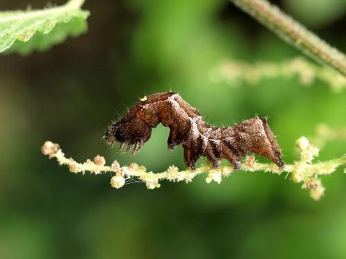 Abrostola triplasia
