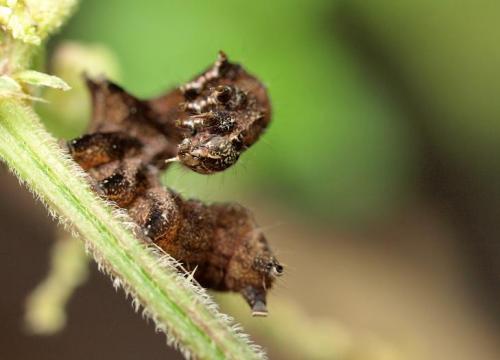 Abrostola triplasia