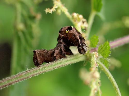 Abrostola triplasia