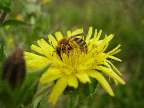 Colletes halophilus