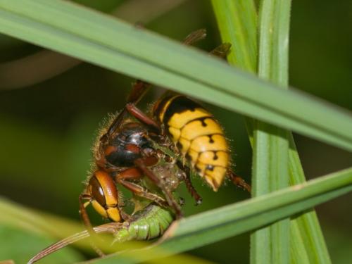 Vespa crabro