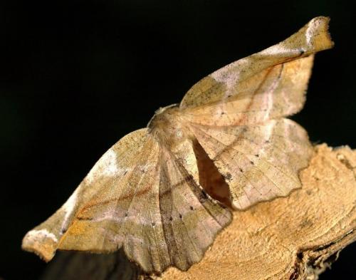 Apeira syringaria
