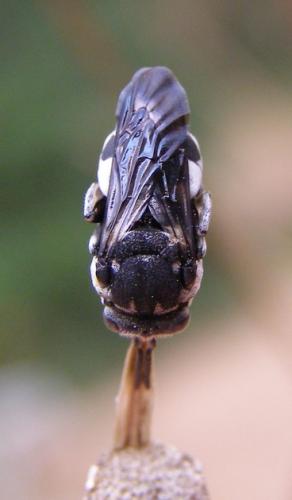 Réf. 37 559 : Epeolus fallax