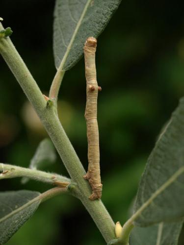 Réf. 37 498 : Hypomecis punctinalis