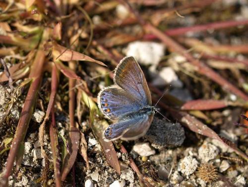 Polyommatus icarus