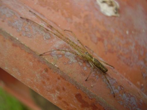 Tetragnatha sp.