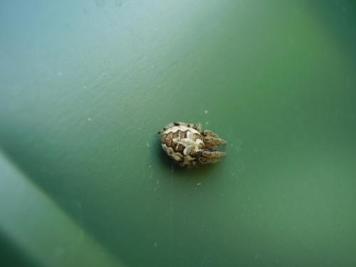 Larinioides cornutus