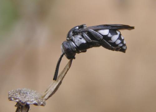 Réf. 37 558 : Epeolus fallax