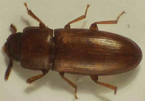 Palorus depressus