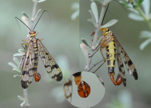 Panorpa cognata