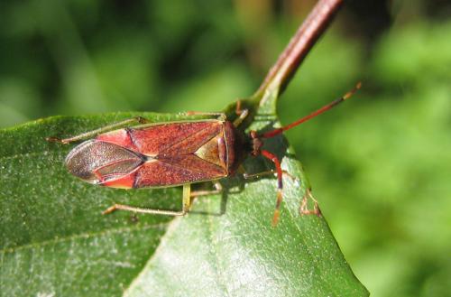 Pantilius tunicatus