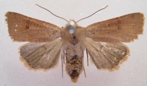 Réf. 37 396 : Xanthia ruticilla