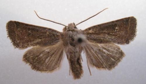 Réf. 37 399 : Xanthia ruticilla