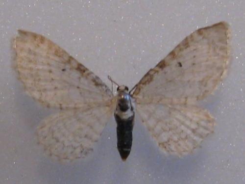 Eupithecia cretaceata