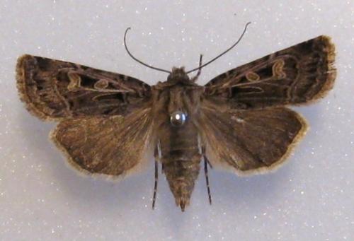Réf. 37 797 : Chersotis oreina