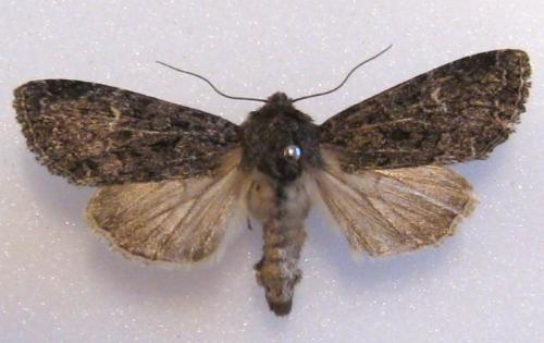 Réf. 37 627 : Apamea maillardi