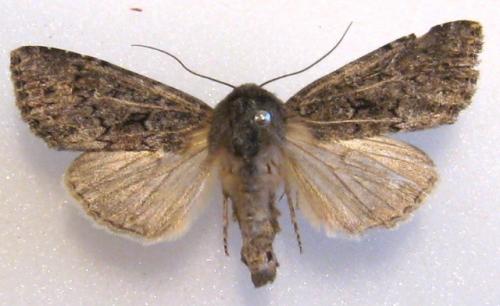 Réf. 37 628 : Apamea maillardi