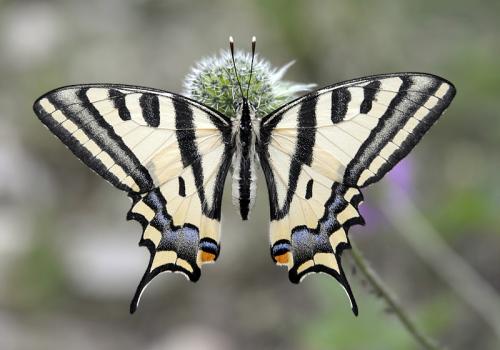 Réf. 37 177 : Papilio alexanor