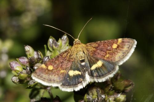 Réf. 37 361 : Pyrausta aurata