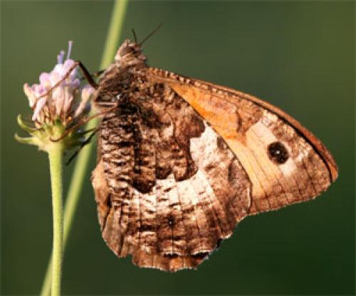Hipparchia sp.