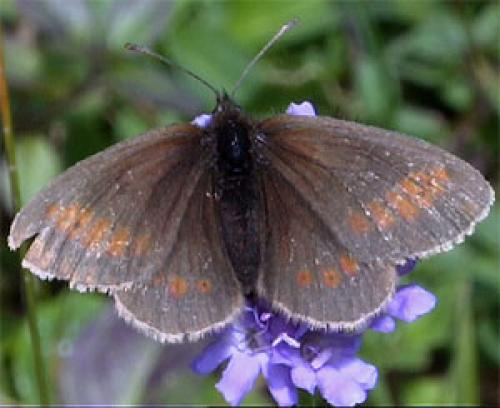 Erebia melampus