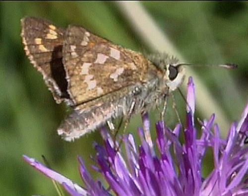 Réf. 37 275 : Hesperia comma
