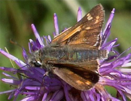 Réf. 37 274 : Hesperia comma