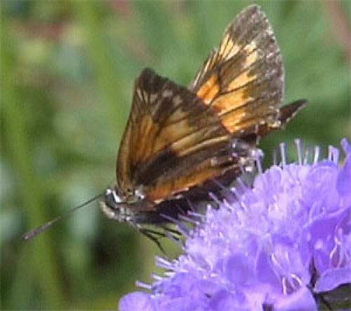 Ochlodes sylvanus