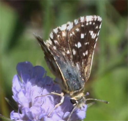Réf. 37 306 : Spialia sertorius