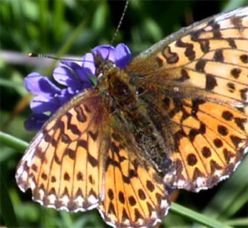 Boloria titania