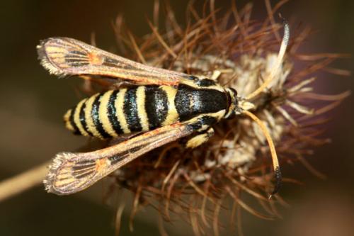 Réf. 37 640 : Bembecia ichneumoniformis