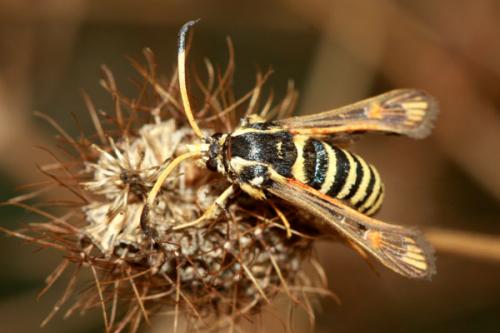 Réf. 37 641 : Bembecia ichneumoniformis