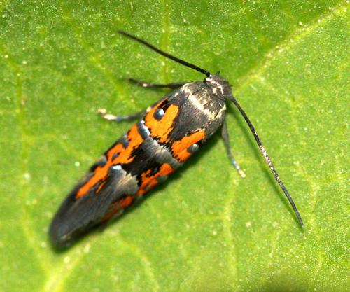 Heliodines roesella