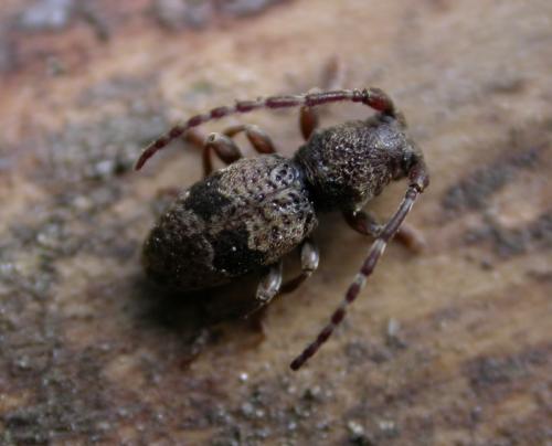 Parmena balteus