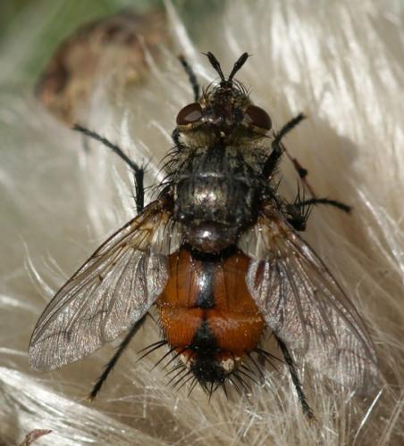 Peleteria rubescens