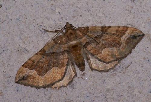 Réf. 37 828 : Pelurga comitata