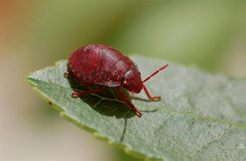Réf. 37 421 : Solenosthedium bilunatum