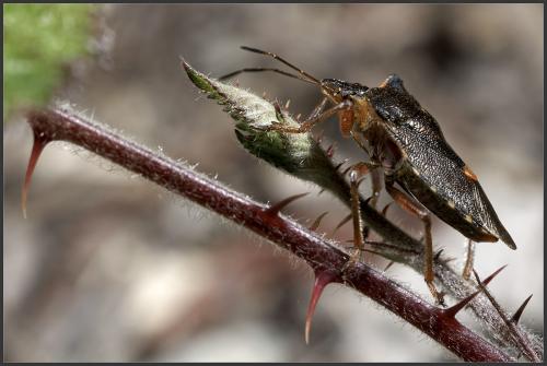 Pentatoma rufipes