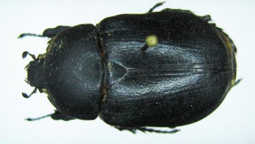 Pentodon idiota
