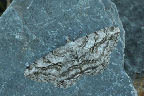 Peribatodes perversaria