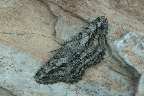 Réf. 37 753 : Peribatodes perversaria