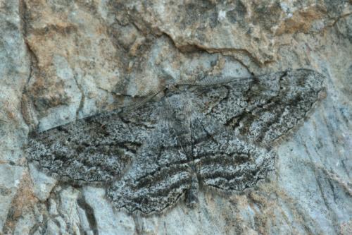 Réf. 37 755 : Peribatodes perversaria