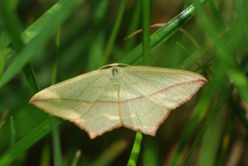 Réf. 37 272 : Timandra comae