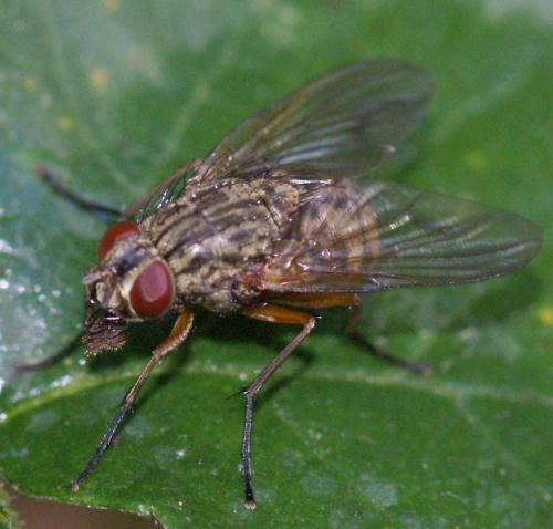 Phaonia sp.