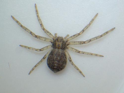 Philodromus sp.